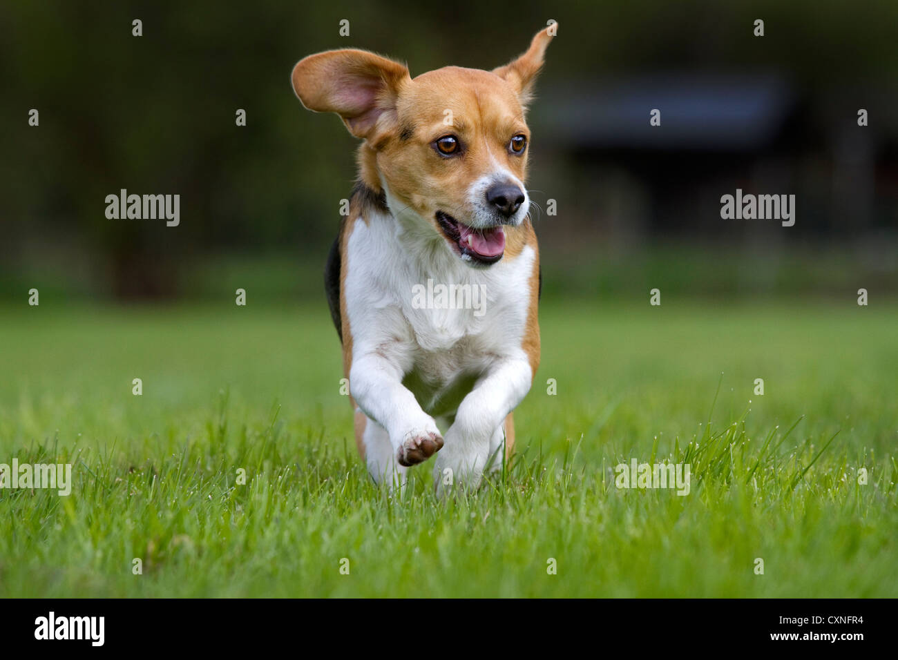 Beagle tricolore chien qui court dans le jardin Banque D'Images