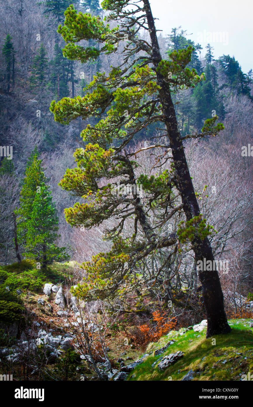 Arbres de pin (Pinus uncinata). Larra Massif. Vallée de Roncal, Pyrénées, Navarre, Espagne. Banque D'Images