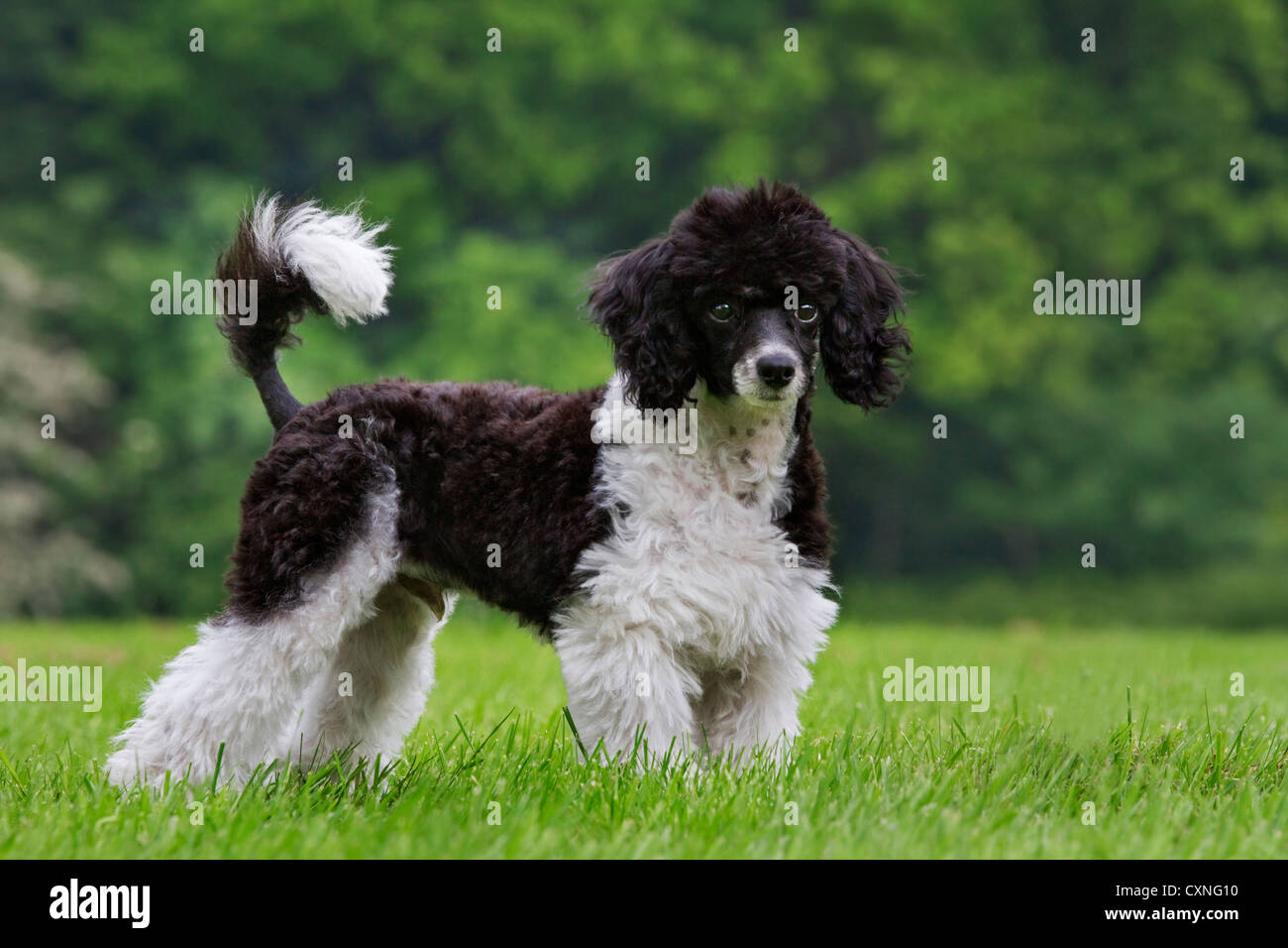 Caniche arlequin (Canis lupus familiaris) in garden Banque D'Images