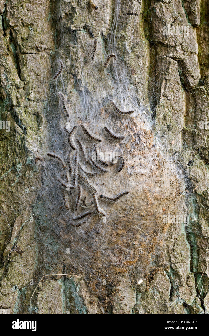 La chenille processionnaire du chêne nid de chenilles (Thaumetopoea processionea) sur le tronc de l'arbre Banque D'Images