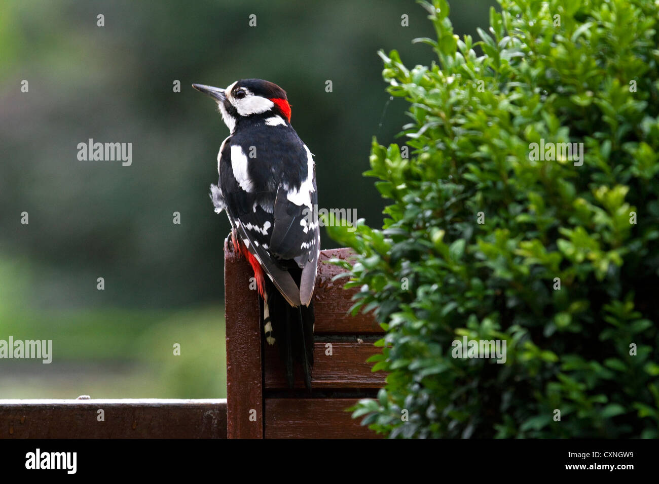 / Pic Pic Plus (Dendrocopos major) d'hommes perchés sur chaise de jardin Banque D'Images