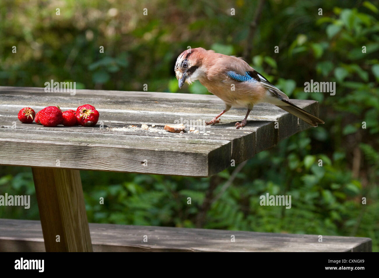 Eurasian Jay (Garrulus glandarius) vol de nourriture à partir de la table de jardin Banque D'Images