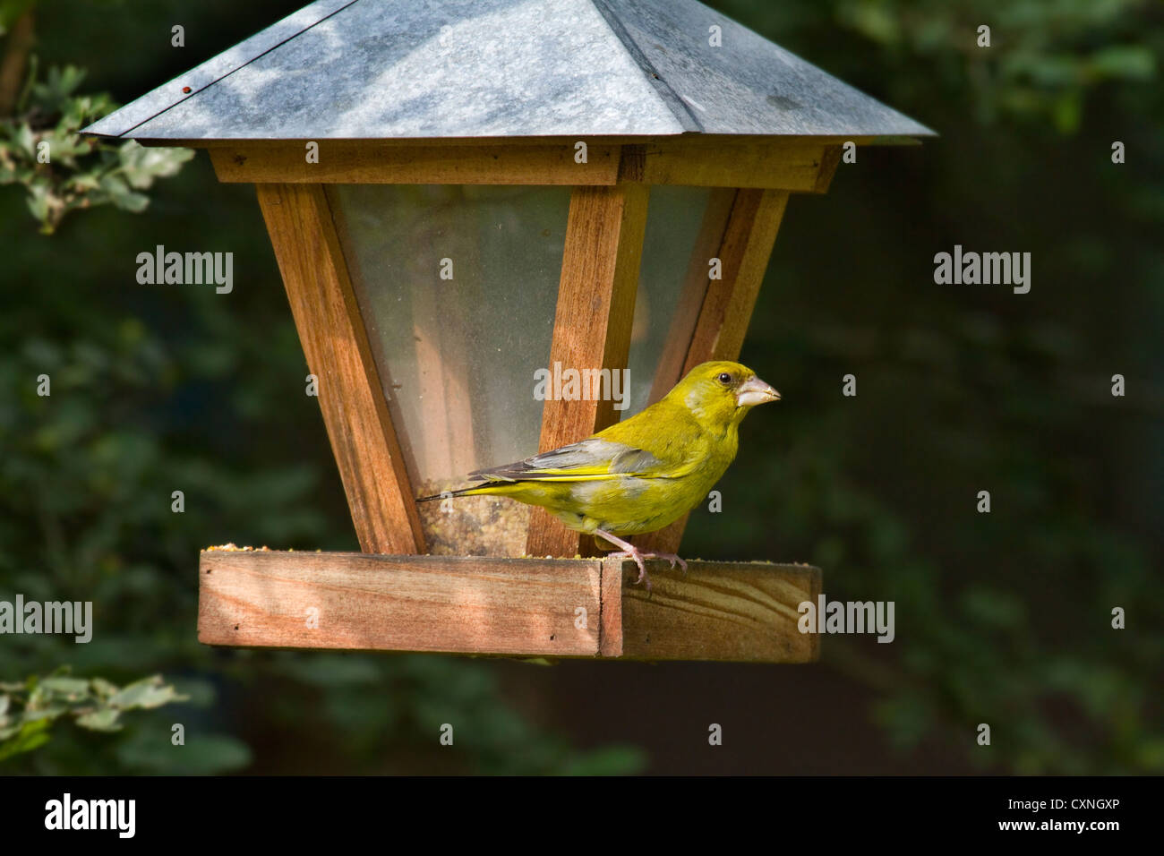 Verdier d'Europe (Carduelis chloris) se nourrissant de mangeoire en jardin, Belgique Banque D'Images