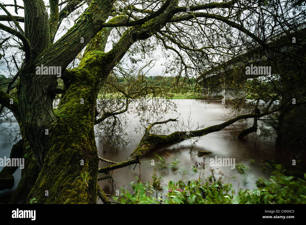 La rivière Tweed en crue avec de l'eau profonde après de fortes pluies, Kelso, l'Écosse. Banque D'Images