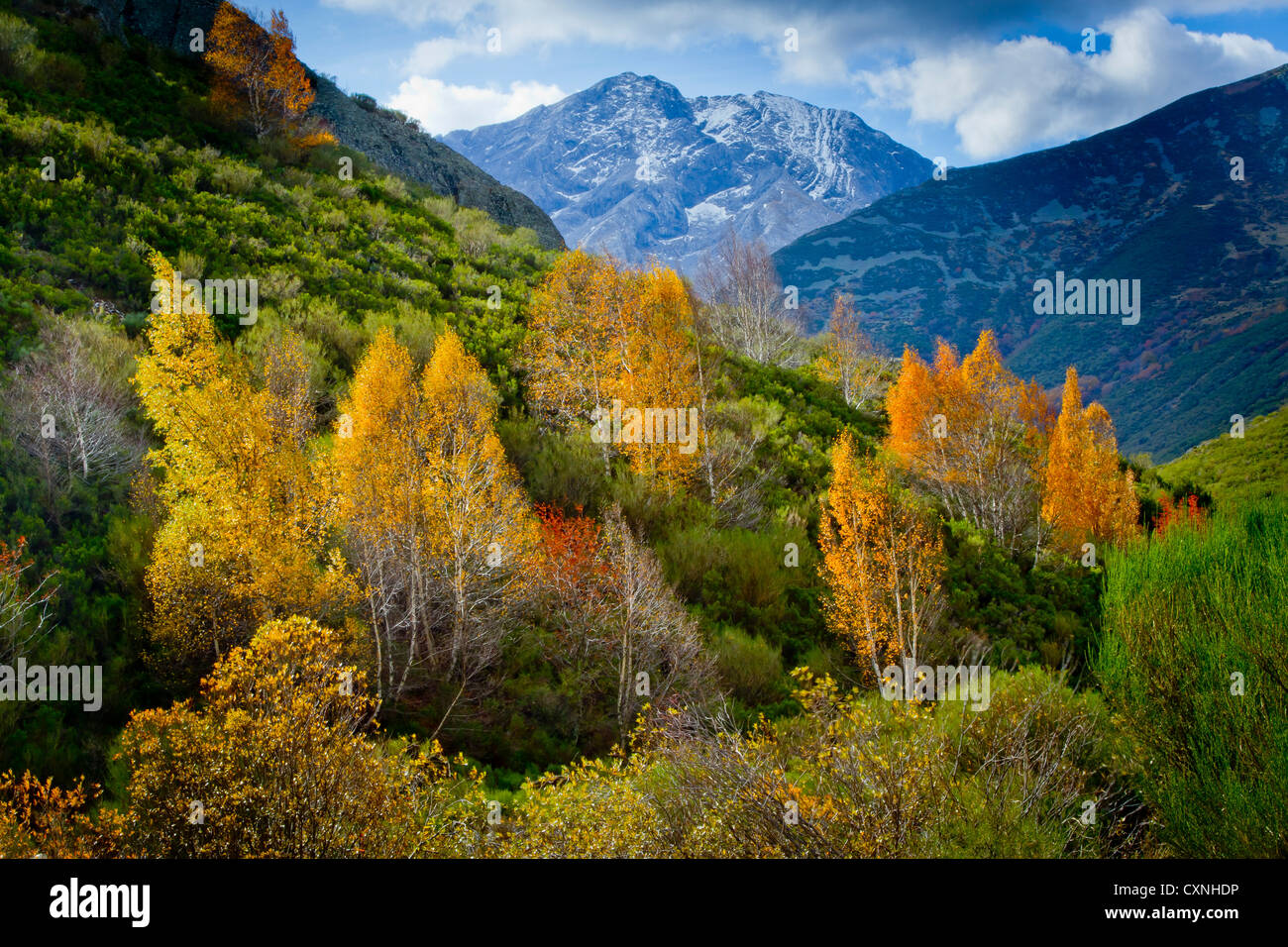 Bouleau pubescent (Betula pubescens). Banque D'Images