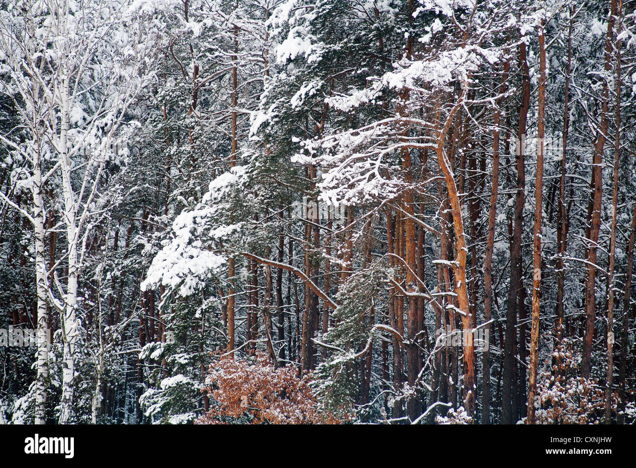En hiver le Parc National Kampinoski près de Varsovie, Mazovie, Pologne, Europe, Banque D'Images