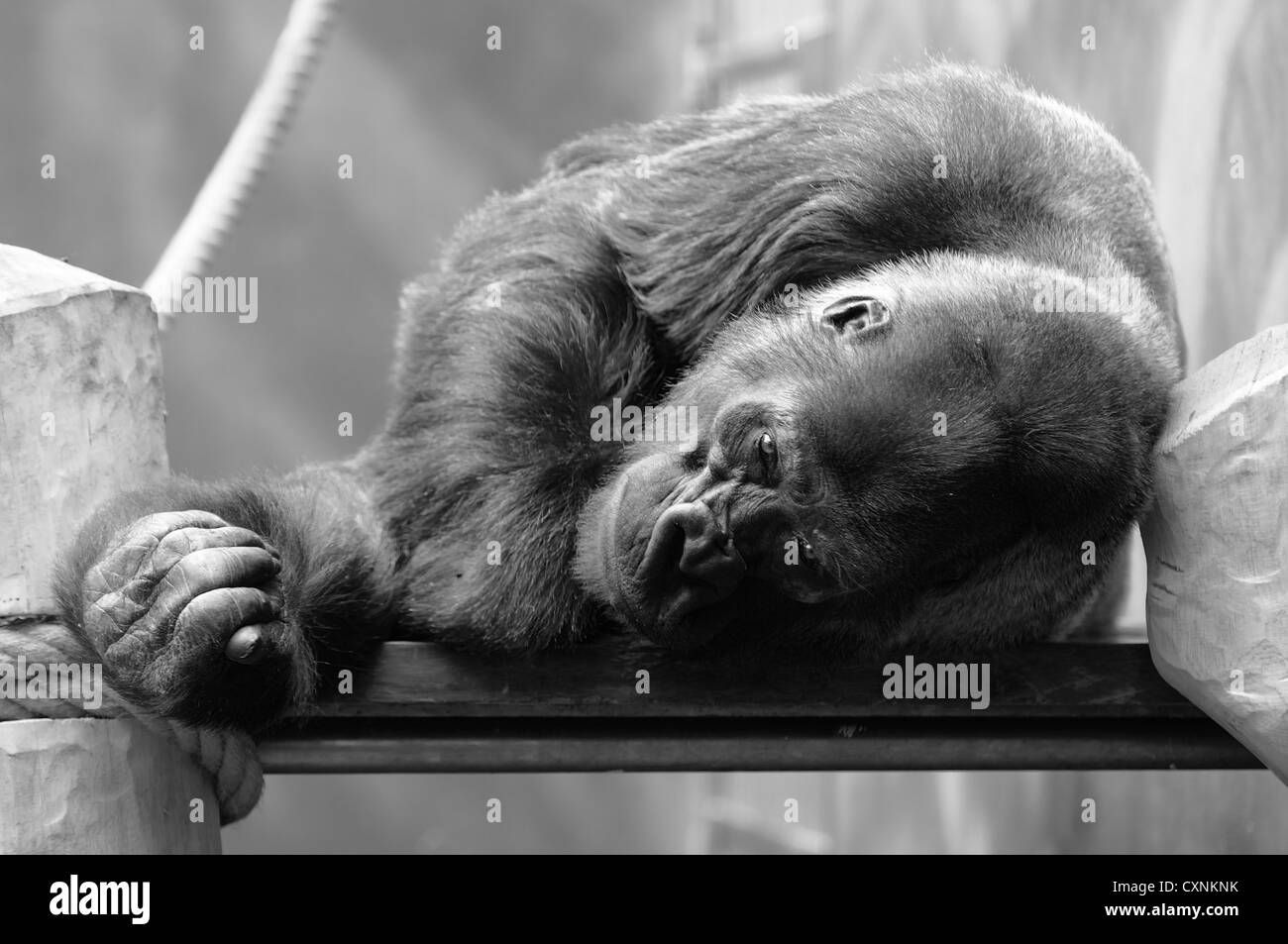 Tourné en noir et blanc de gorille au repos dans le ZOO. Banque D'Images
