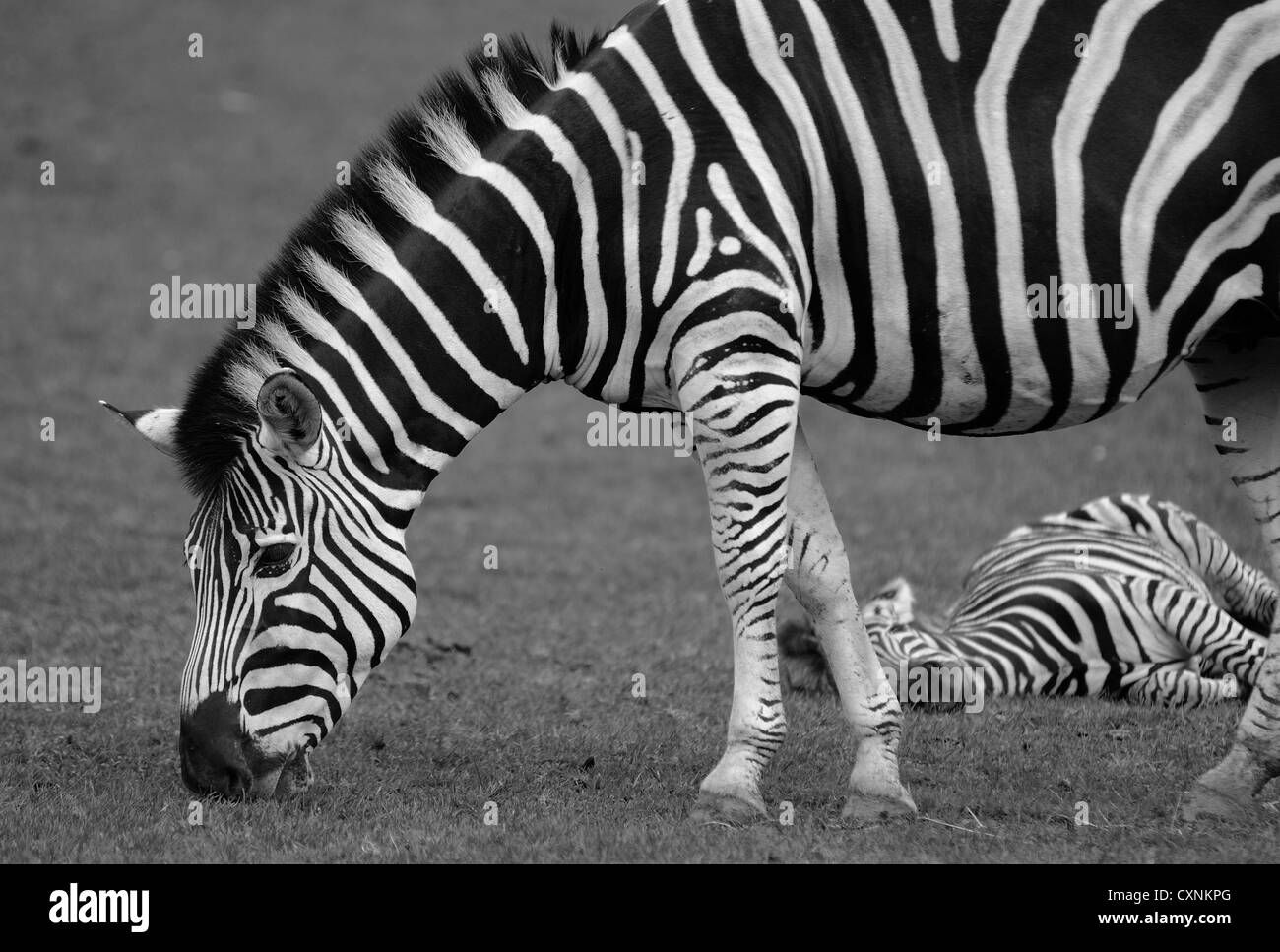 Tourné en noir et blanc de zèbre dans Safari. Banque D'Images