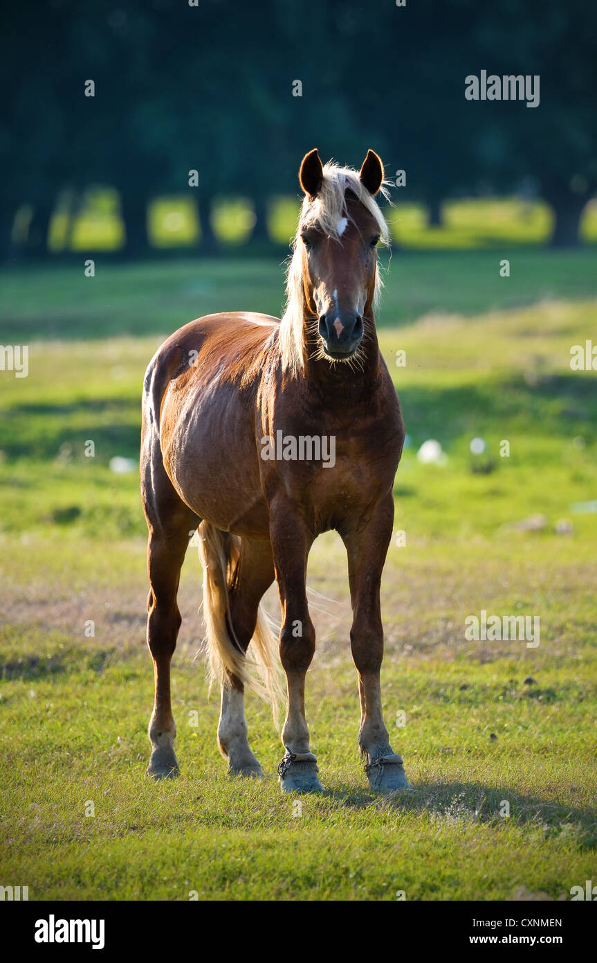Une tête de cheval sauvage portrait de profil Banque D'Images