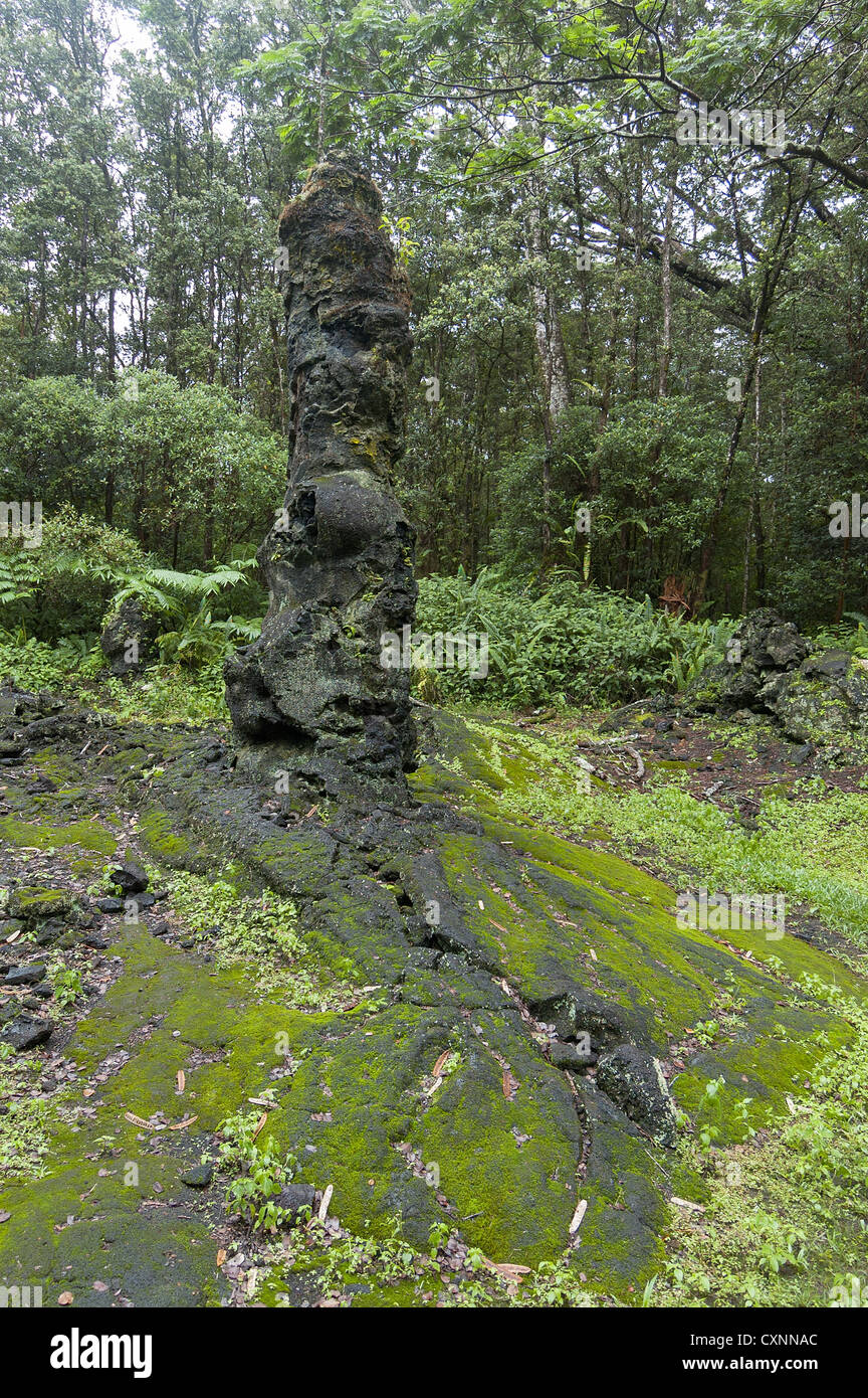 Elk284-2208v Hawaii, Big Island, la Puna, Lava Tree State Monument Banque D'Images