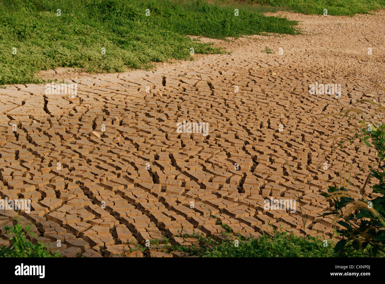 Fissuration du sol pendant la saison sèche à terre, à Kerala, Inde Banque D'Images
