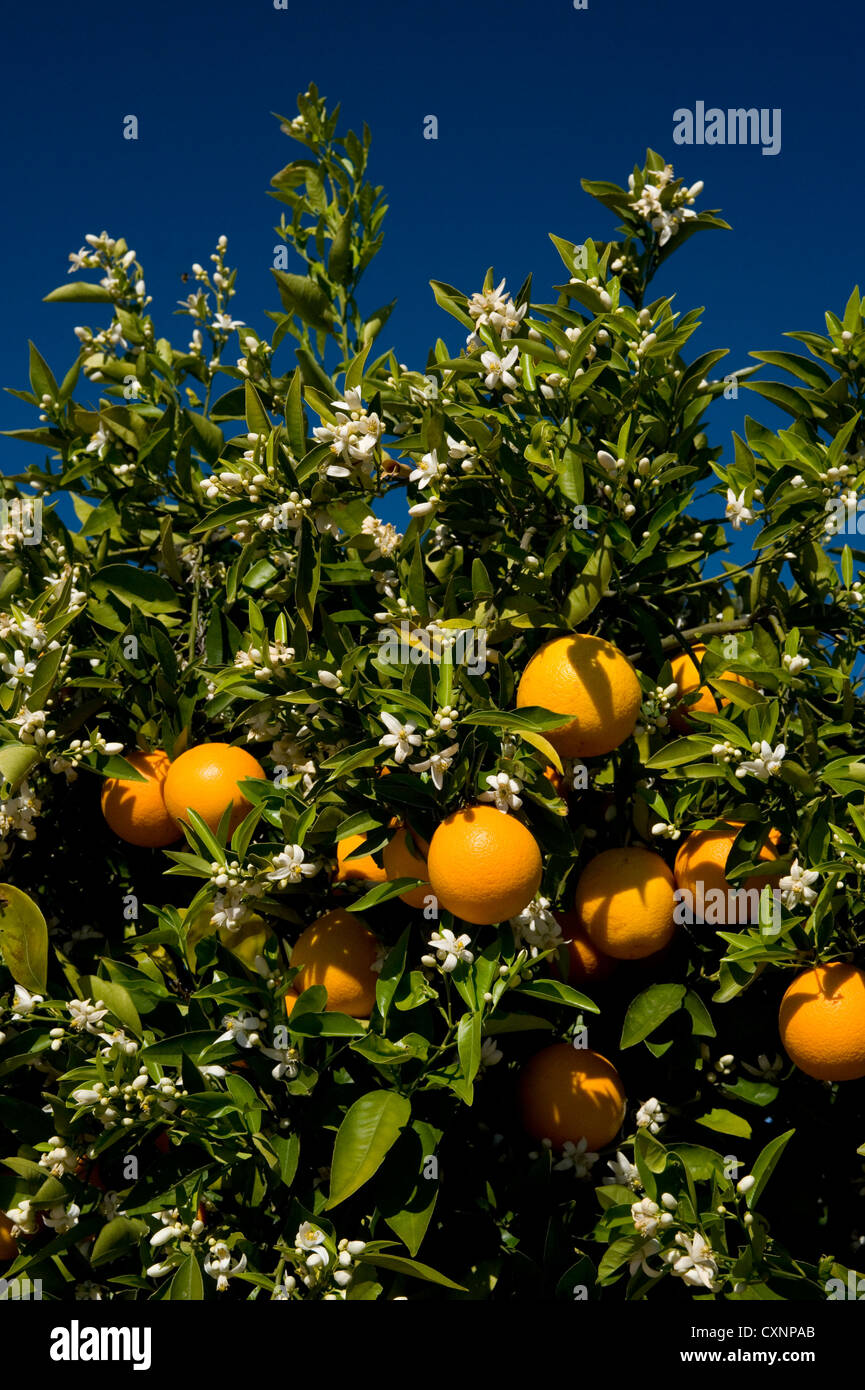 Les oranges et blossom Banque D'Images