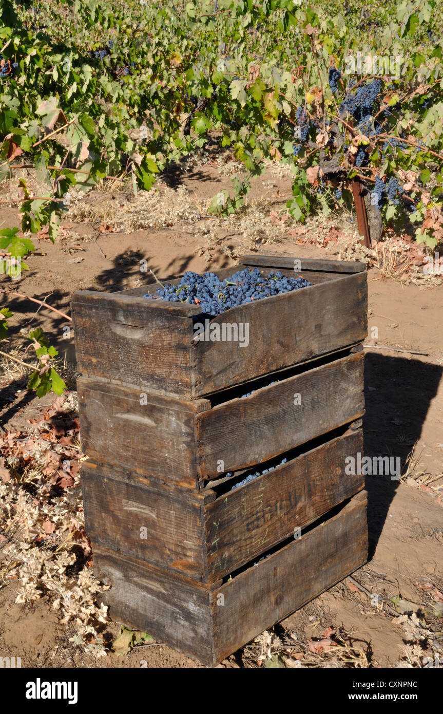 Le Zinfandel, vendanges, vigne ghirardelli. Boîtes de raisin Zinfandel en attente d'enlèvement après la récolte. Banque D'Images