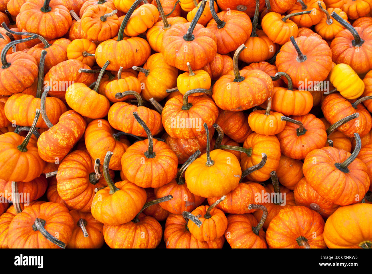 Citrouilles d'Halloween fond brut Banque D'Images