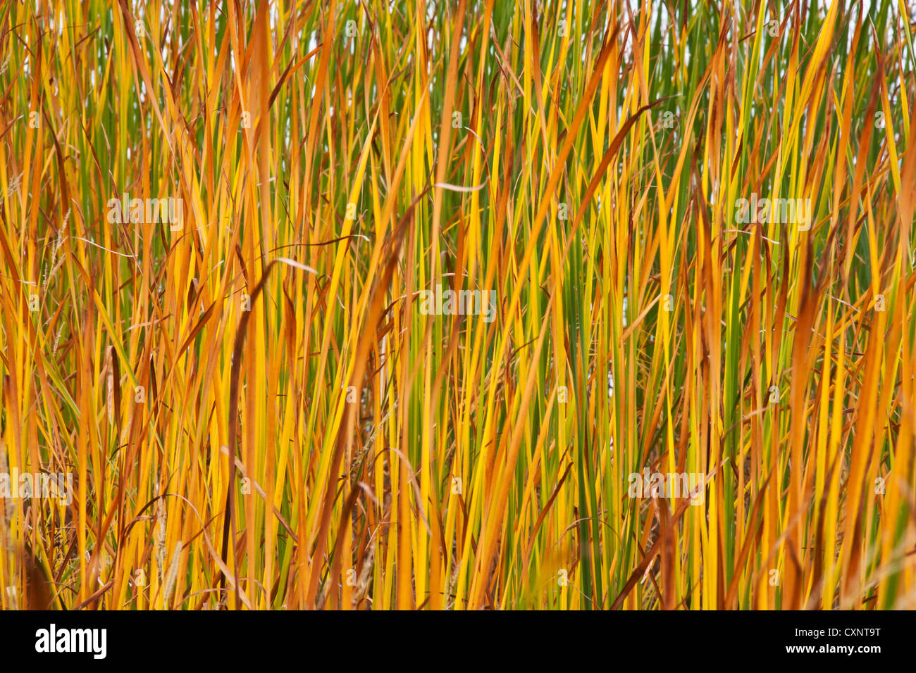 Automne feuilles d'anches background Banque D'Images