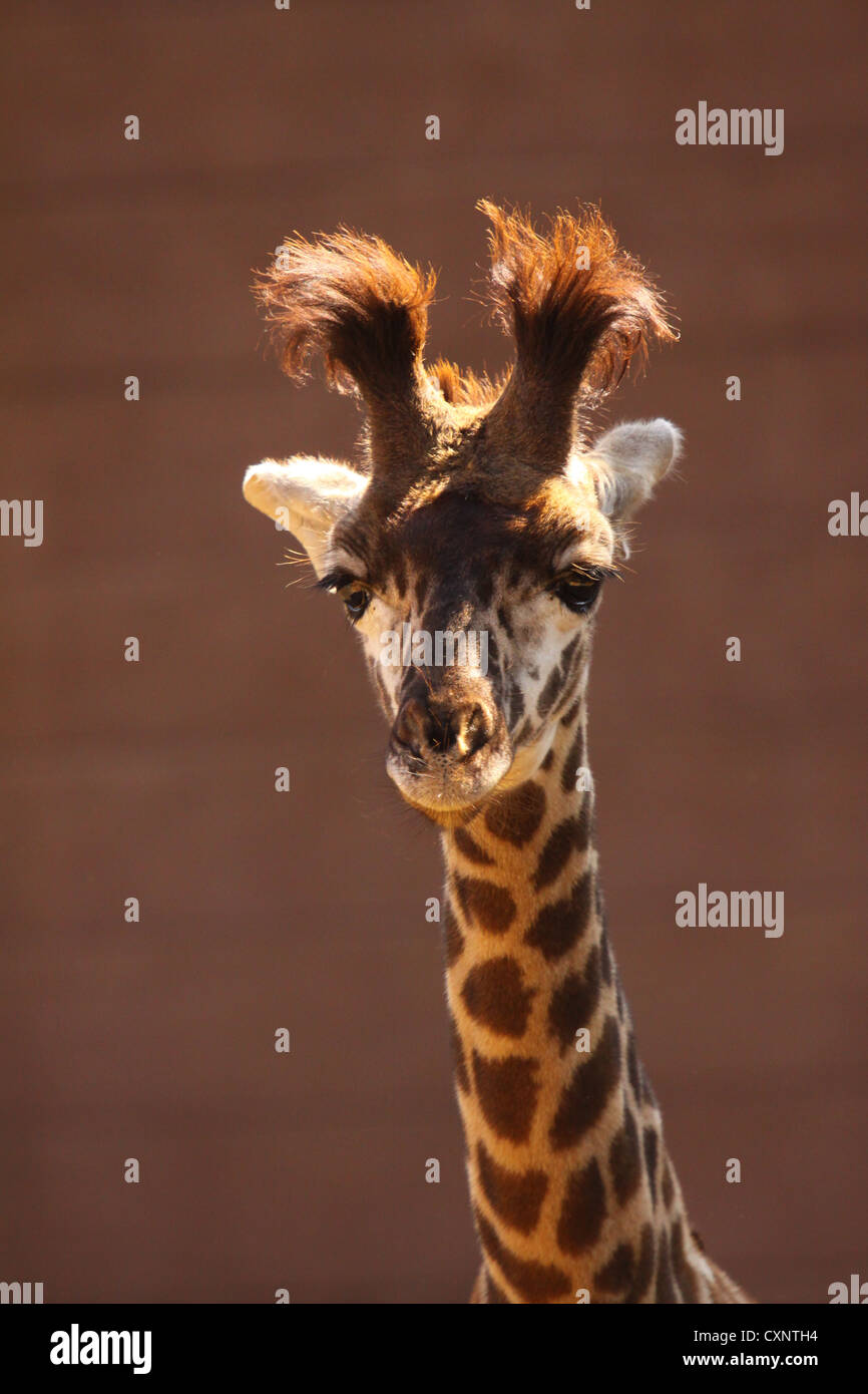 Girafe au zoo de San Diego Banque D'Images