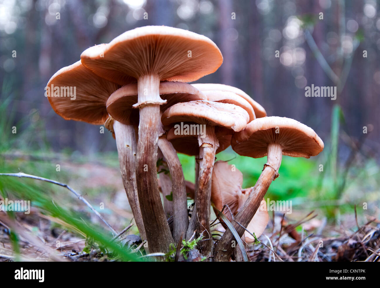 Un champignons agaric de miel dans une belle forêt Banque D'Images