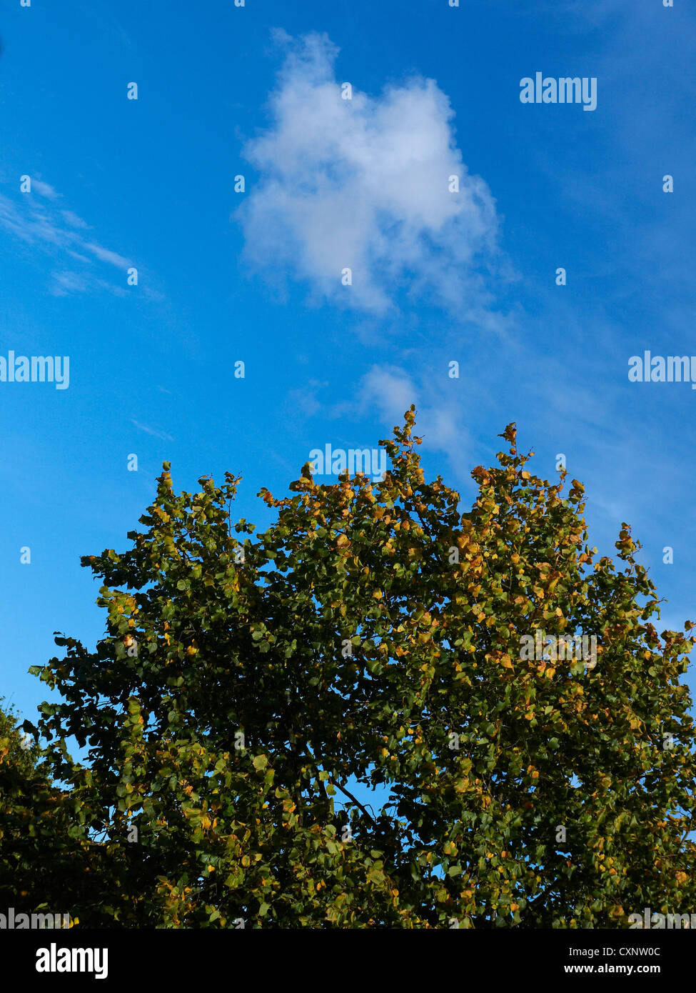 Ciel bleu avec un seul nuage au-dessus de l'arbre Banque D'Images