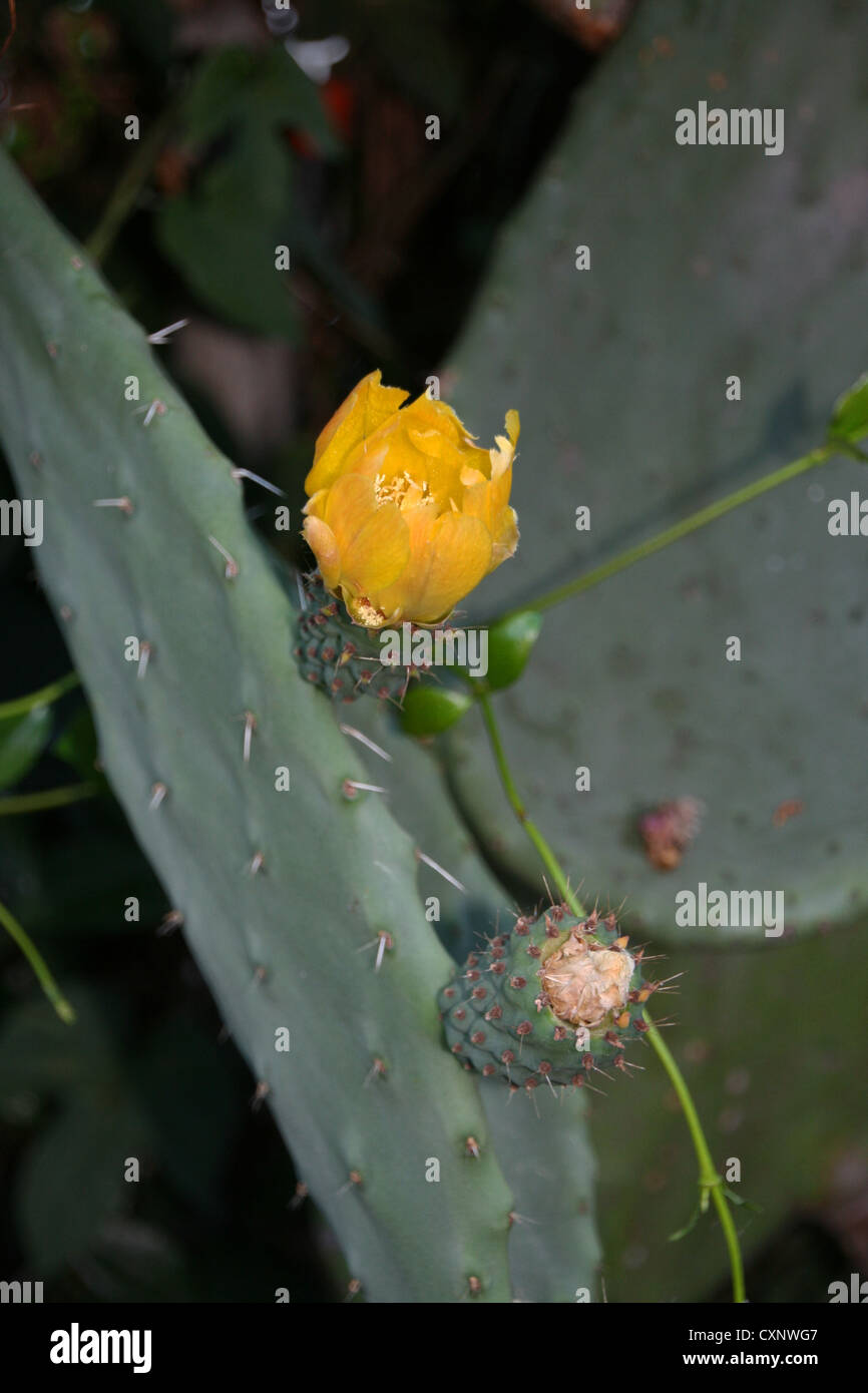 Il s'agit d'une photo d'un cactus en fleur. Banque D'Images