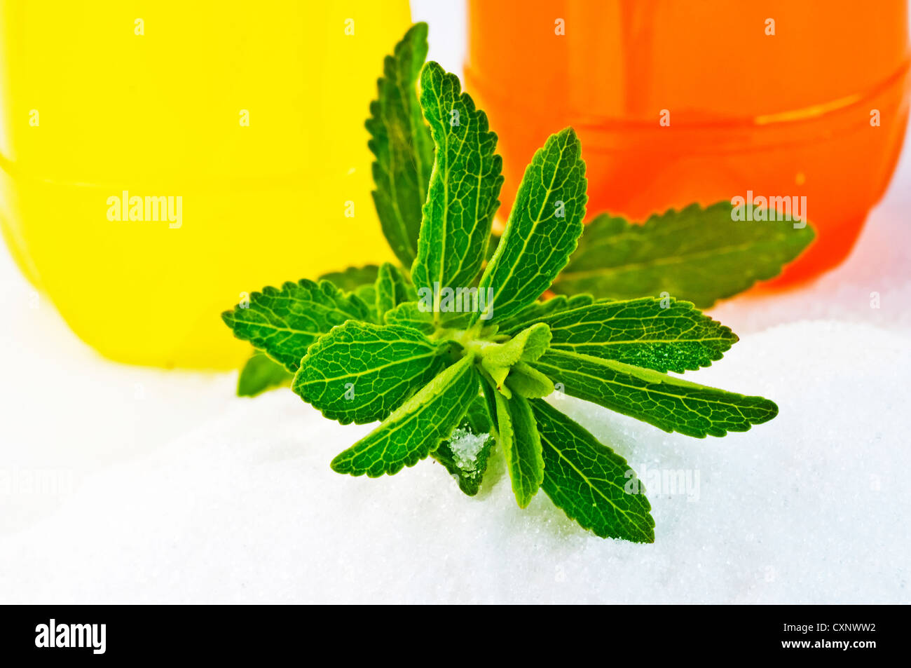 Support à base de Stevia rebaudiana pour le sucre avec zéro calorie Banque D'Images