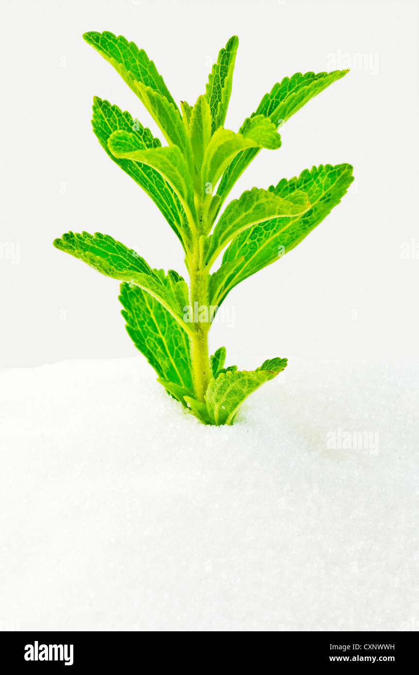 Support à base de Stevia rebaudiana pour le sucre avec zéro calorie Banque D'Images