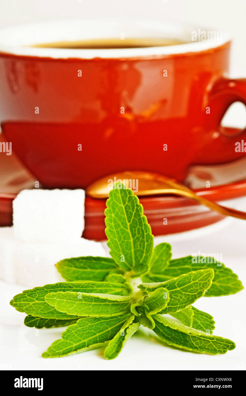 Support à base de Stevia rebaudiana pour le sucre avec zéro calorie Banque D'Images