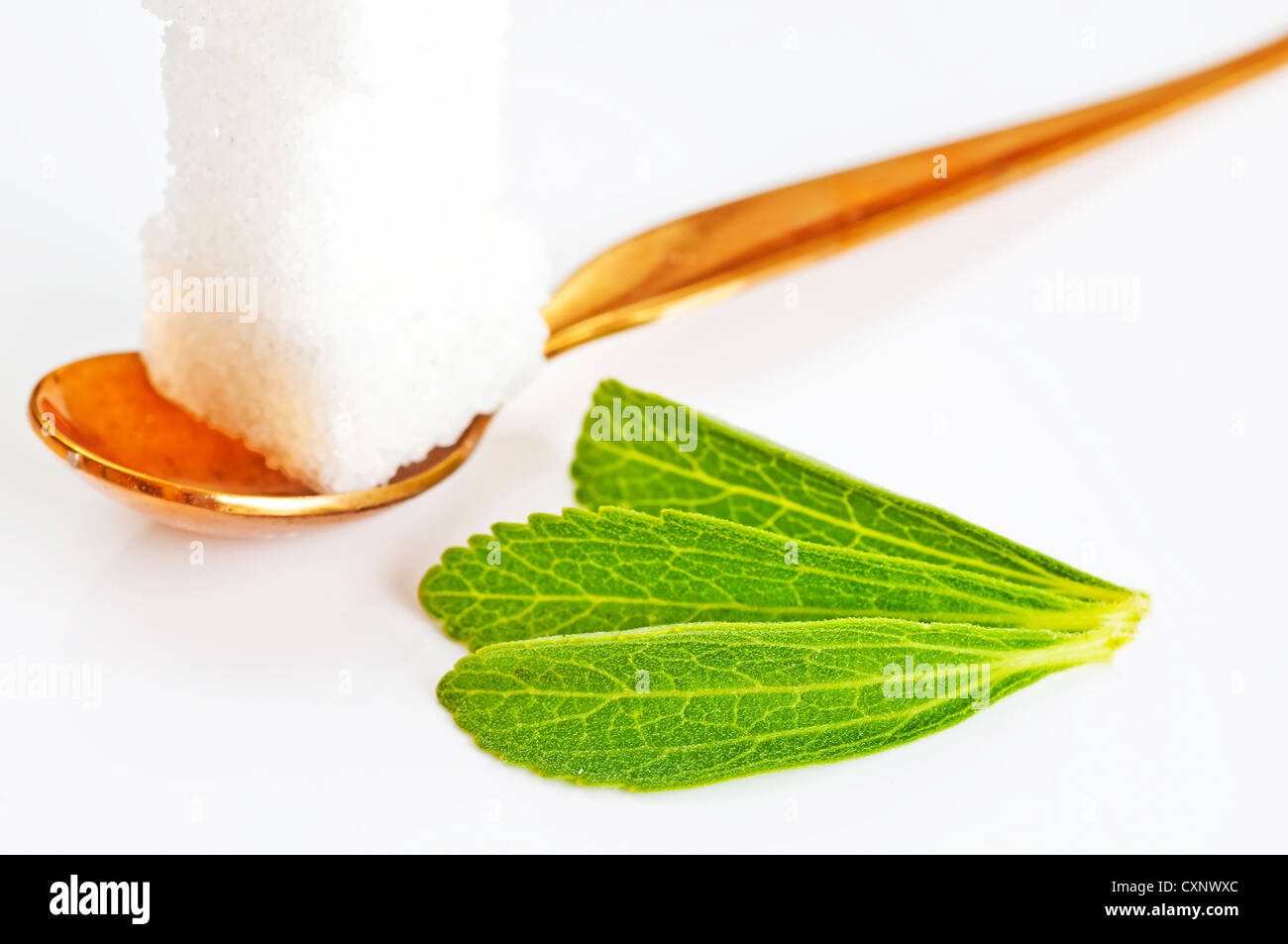 Support à base de Stevia rebaudiana pour le sucre avec zéro calorie Banque D'Images