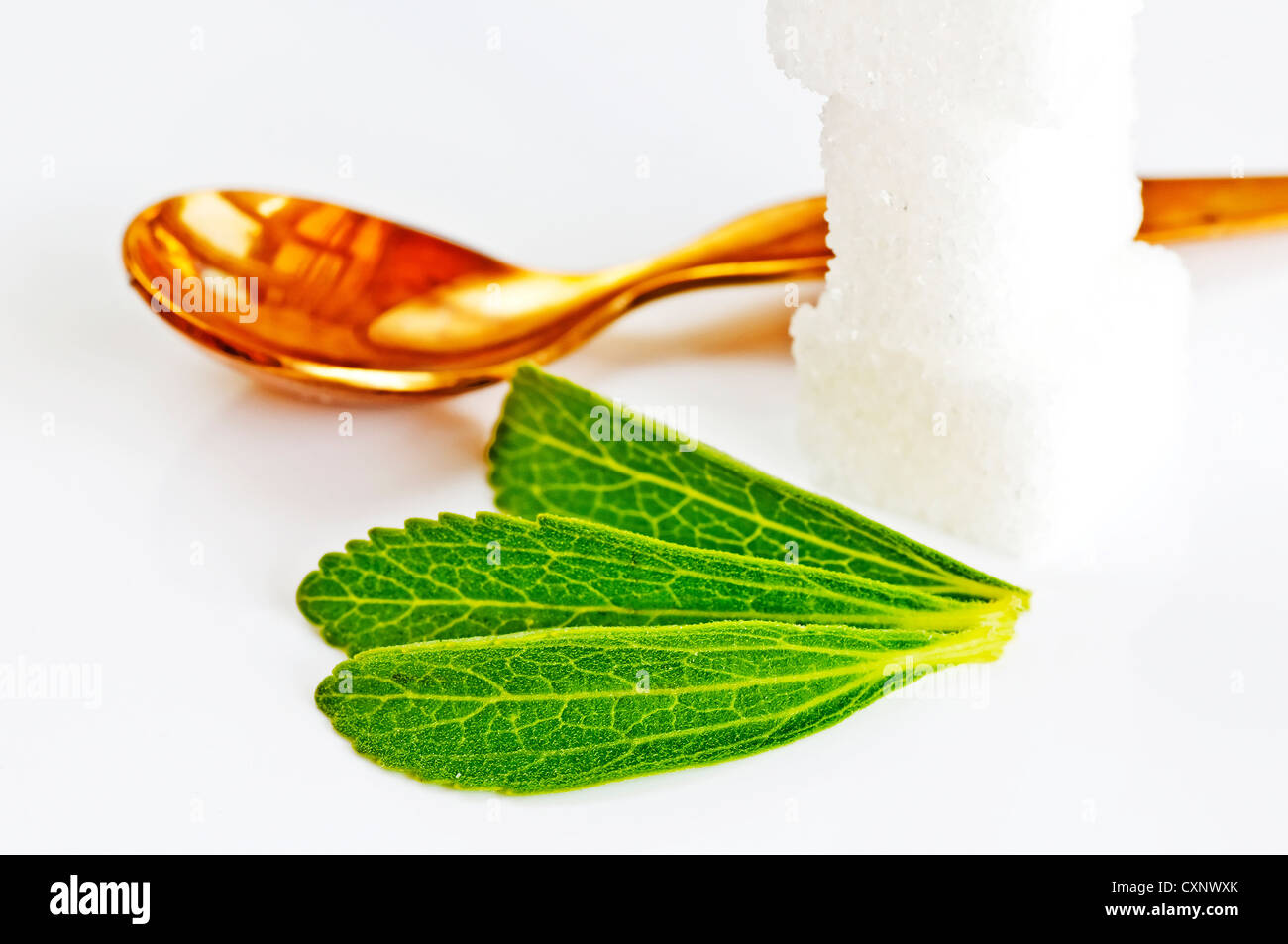 Support à base de Stevia rebaudiana pour le sucre avec zéro calorie Banque D'Images