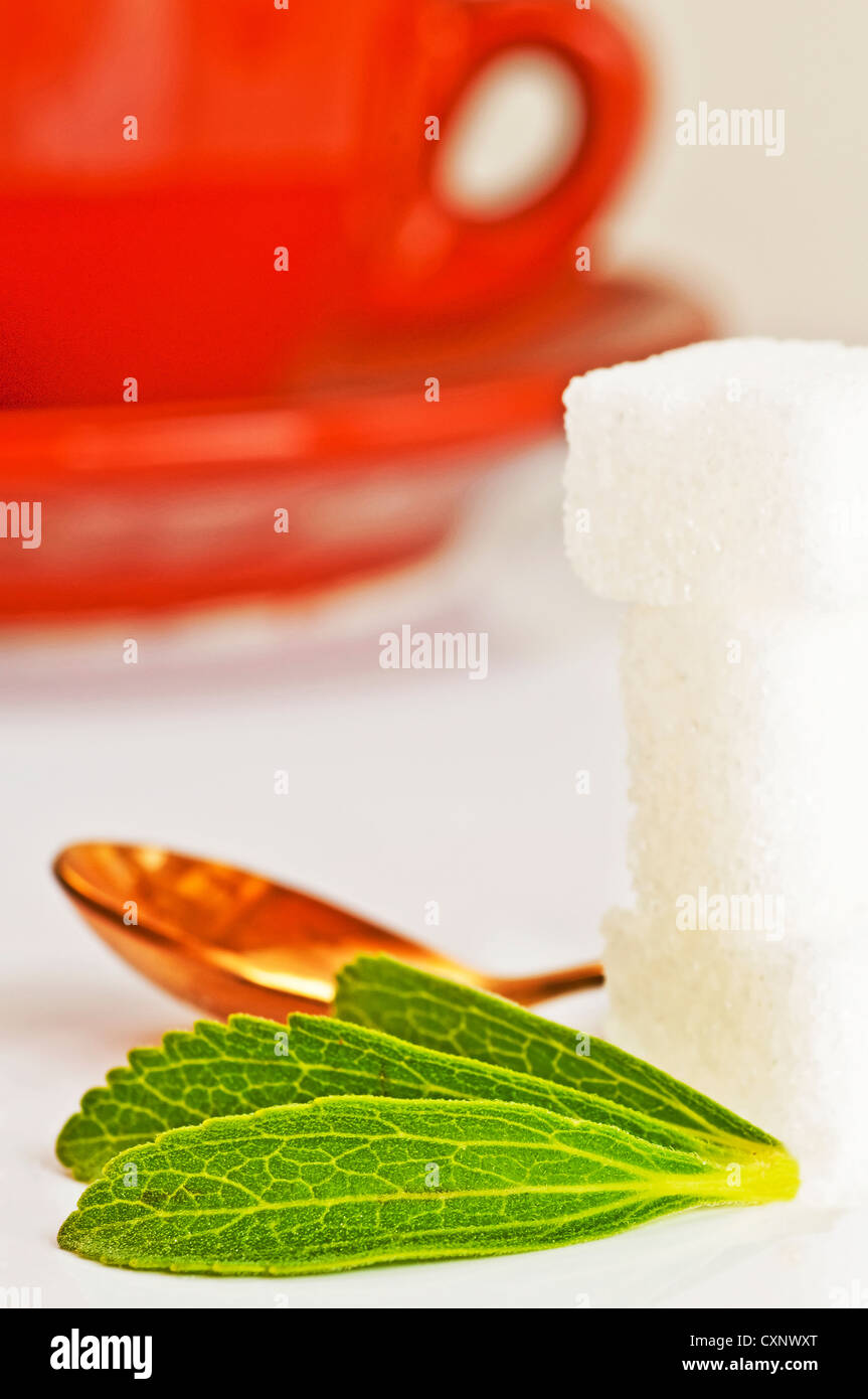 Support à base de Stevia rebaudiana pour le sucre avec zéro calorie Banque D'Images