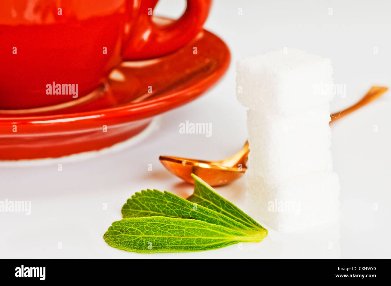 Support à base de Stevia rebaudiana pour le sucre avec zéro calorie Banque D'Images