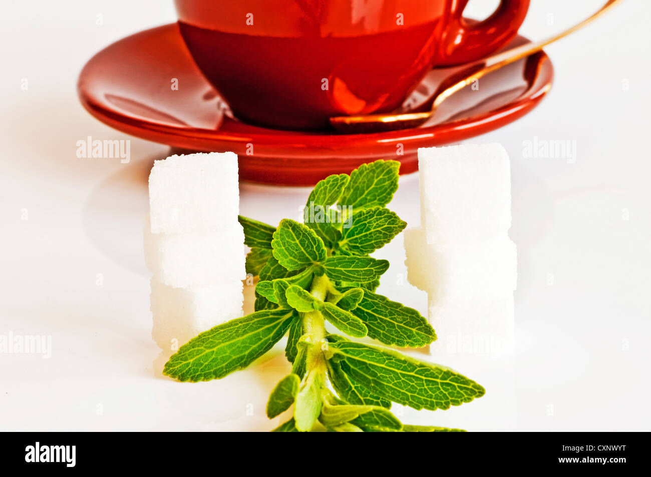 Support à base de Stevia rebaudiana pour le sucre avec zéro calorie Banque D'Images