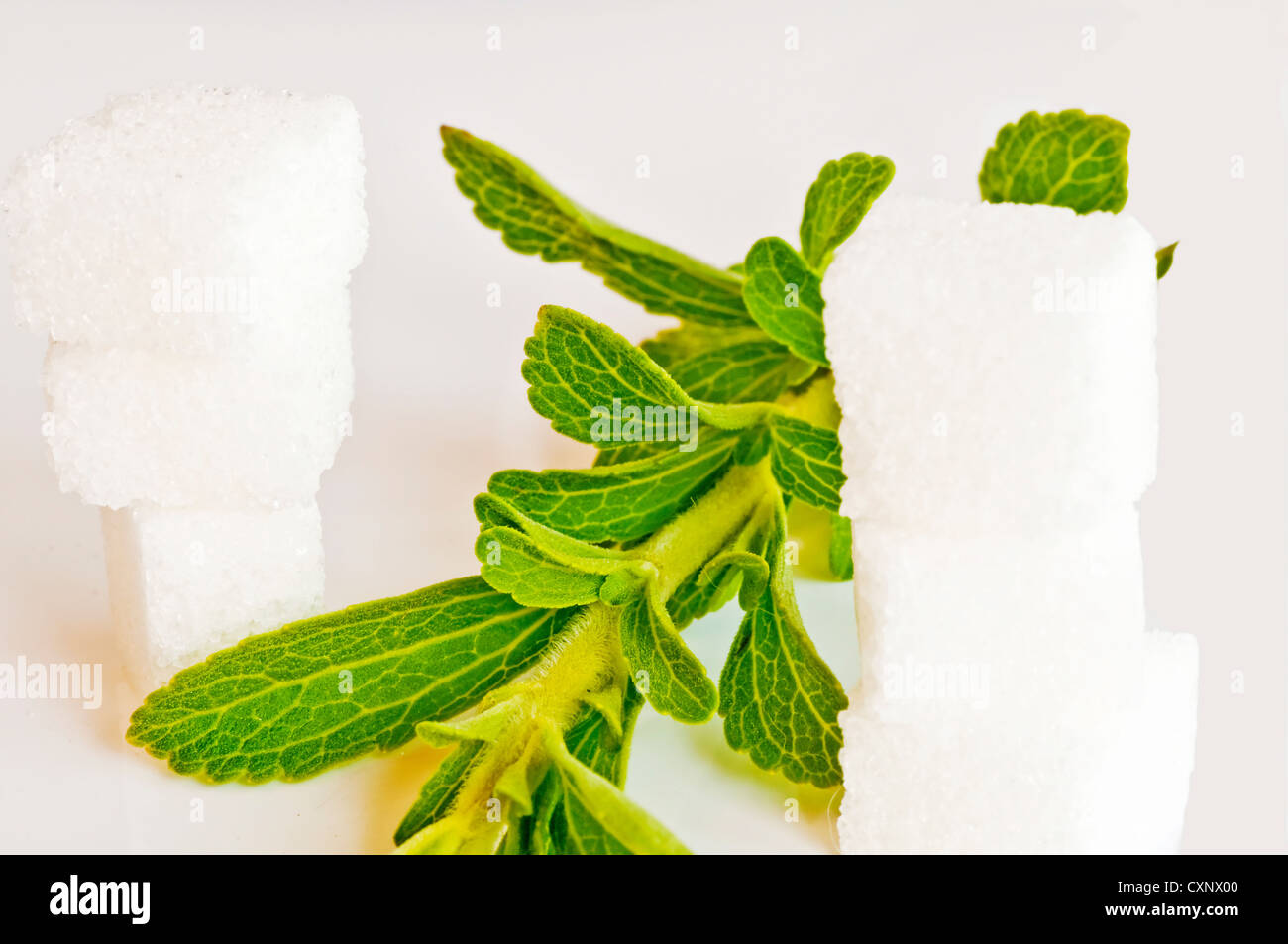 Support à base de Stevia rebaudiana pour le sucre avec zéro calorie Banque D'Images