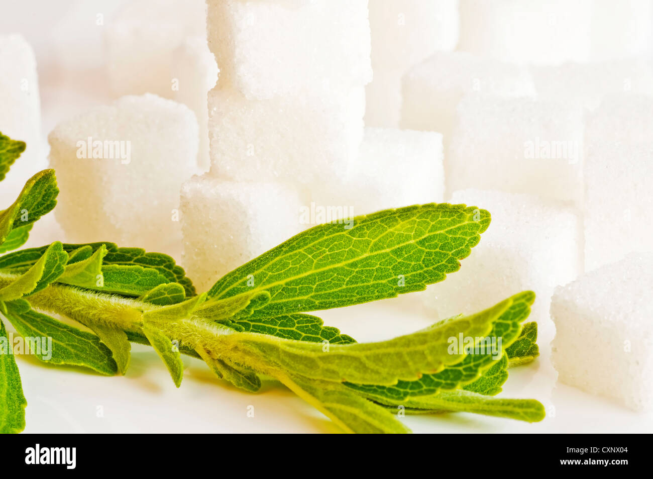 Support à base de Stevia rebaudiana pour le sucre avec zéro calorie Banque D'Images