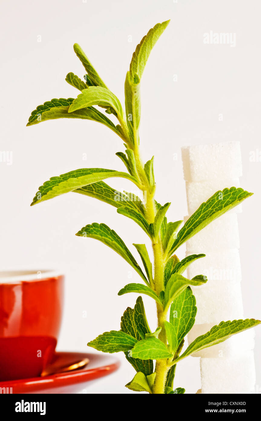 Support à base de Stevia rebaudiana pour le sucre avec zéro calorie Banque D'Images