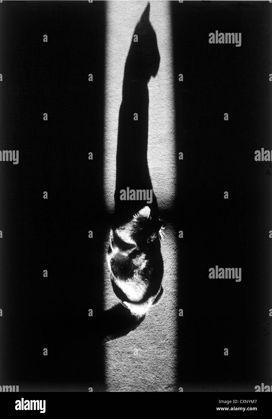 Un design élégant chat noir assis dans un arbre de soleil, jette une ombre. Banque D'Images