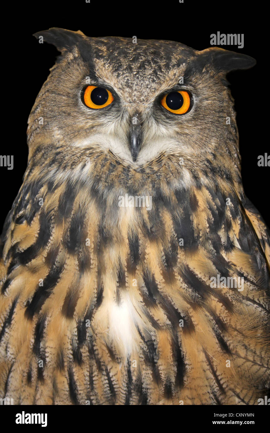 L'Eagle Owl Bubo captif bubo Banque D'Images