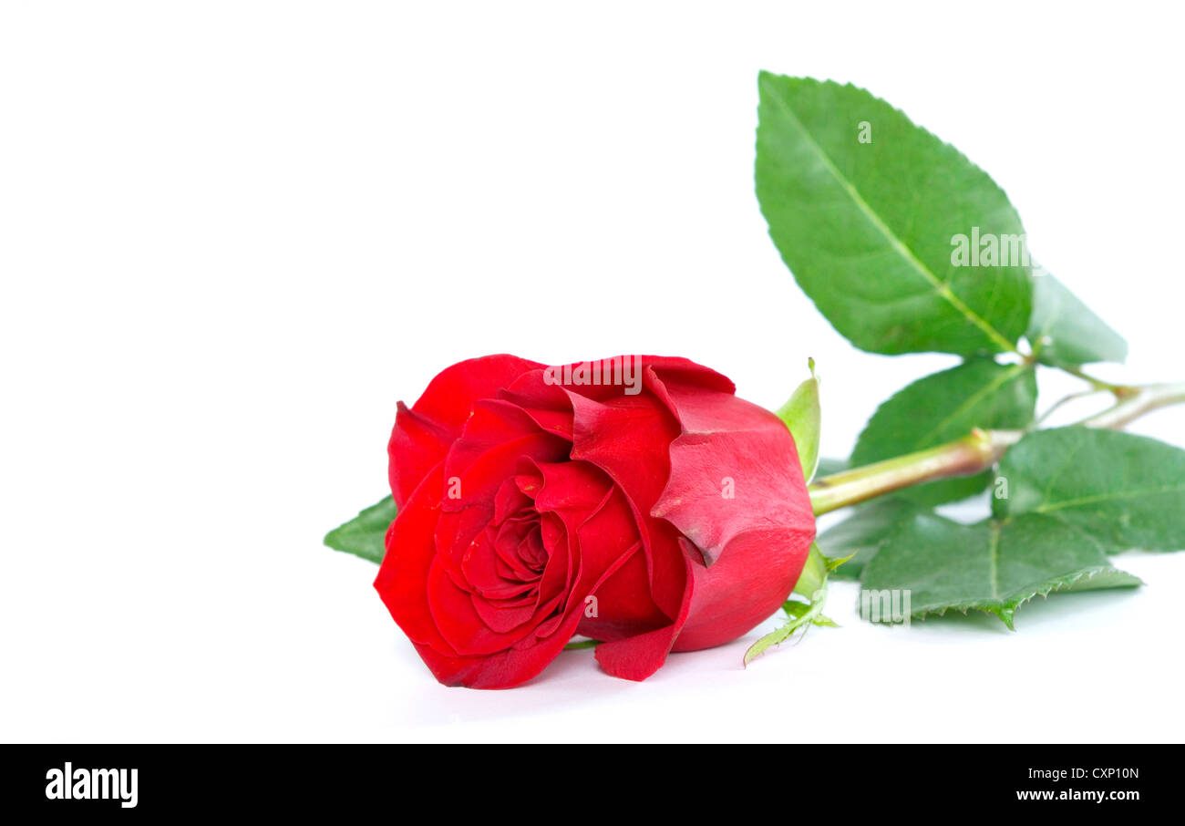 Belle rose rouge sur un fond blanc Banque D'Images