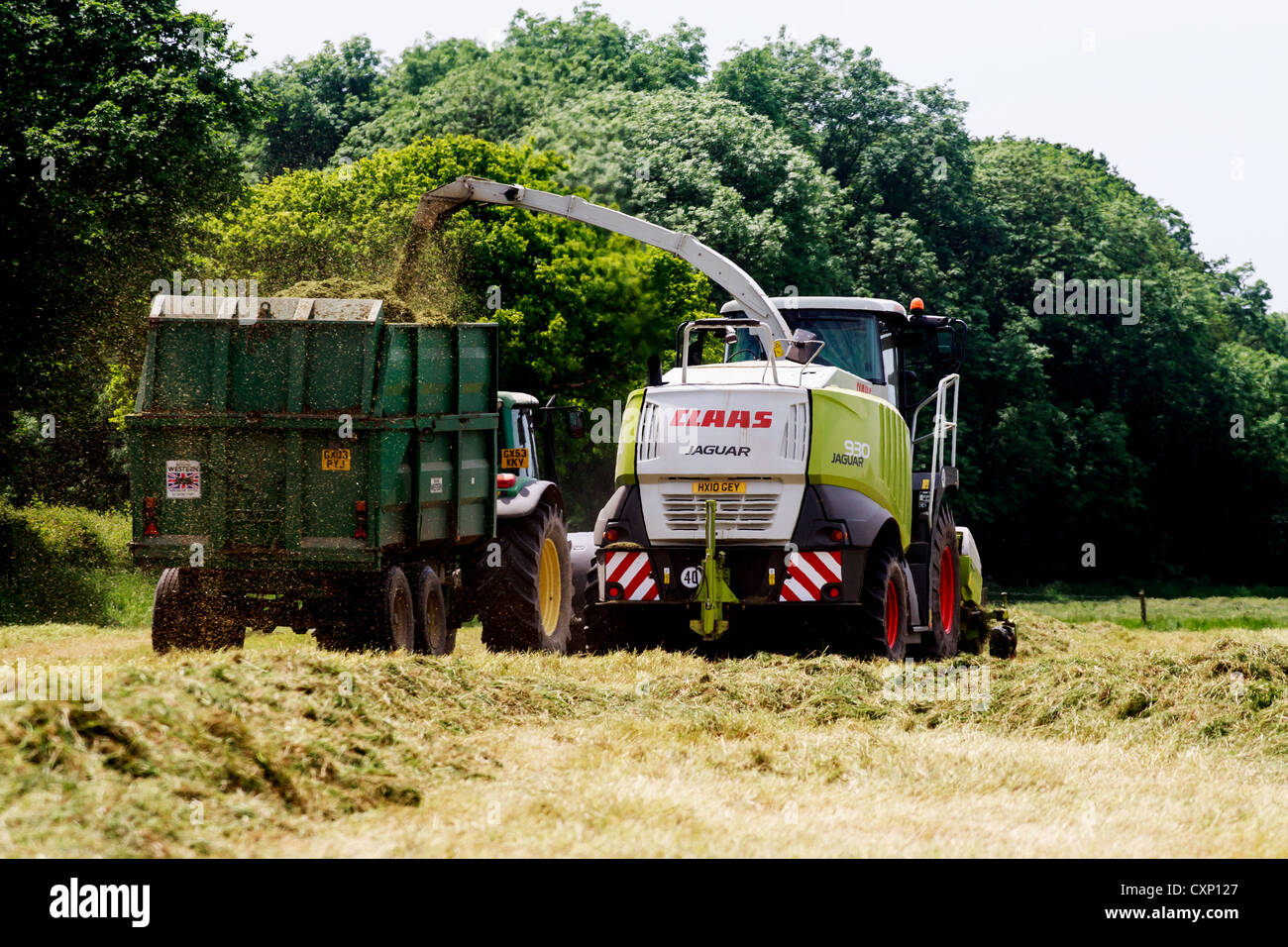 Une ensileuse Claas jaguar, récupérer l'herbe et de mettre en une remorque pour qu'elle soit prise au tas d'ensilage Banque D'Images