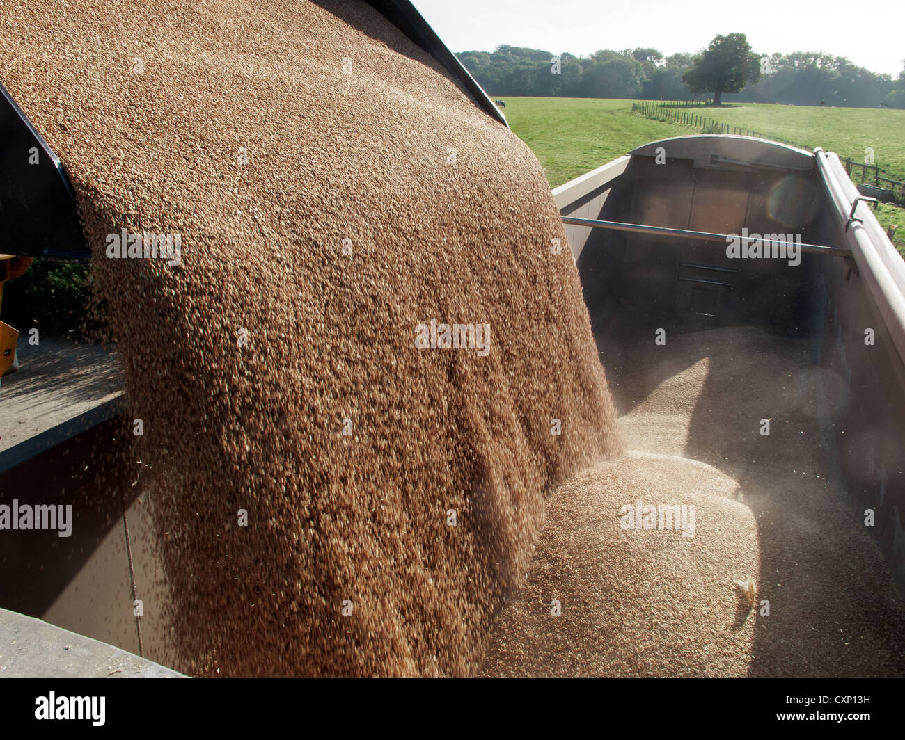 Grain qui est chargé de la stoe et chargé dans un camion articulé Banque D'Images