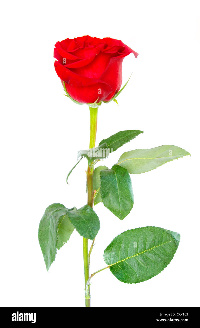 Belle rose rouge sur un fond blanc Banque D'Images