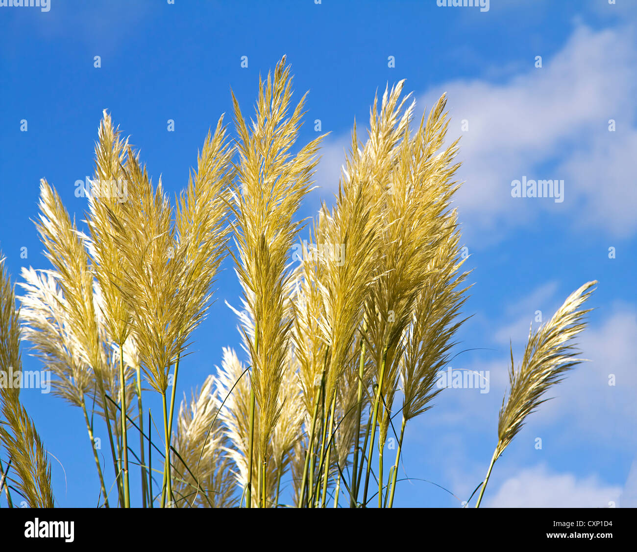 L'herbe de la pampa (cortaderia selloana) avec ciel bleu Banque D'Images