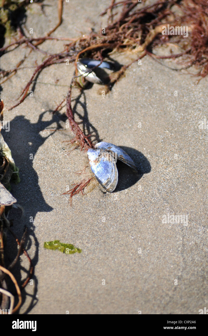 Une coquille de moules et d'algues sur la plage de sable Banque D'Images