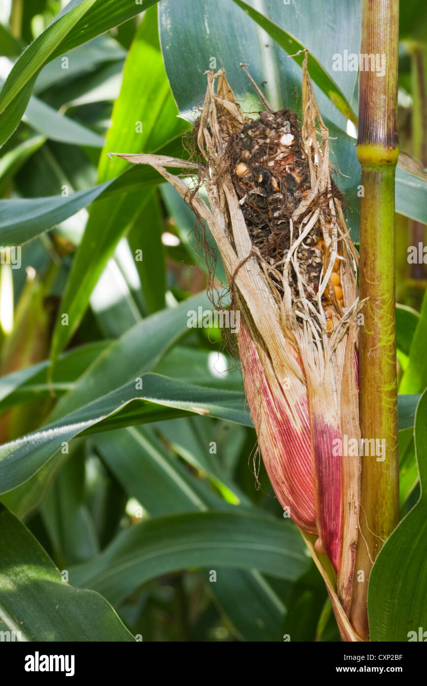 La récolte de maïs endommagé : une oreille, rongé par les souris ou les oiseaux Banque D'Images