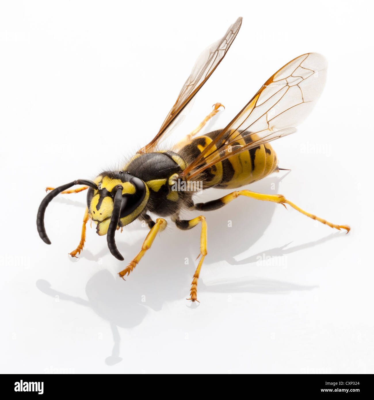 Wasp Vespula germanica espèce isolé sur fond blanc Banque D'Images