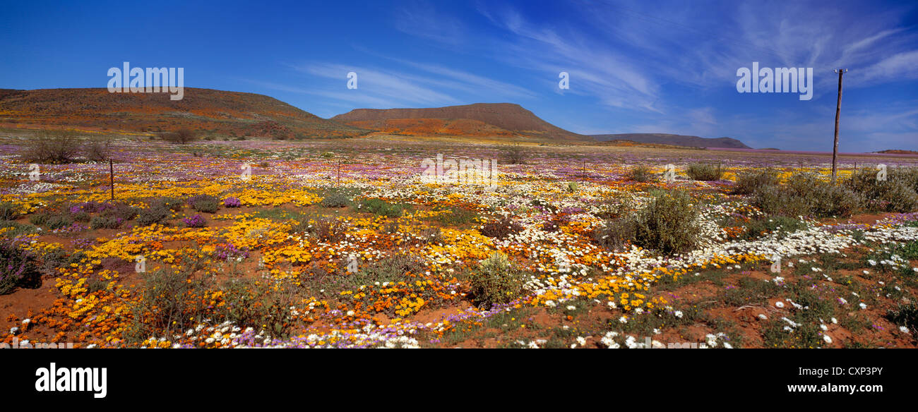 Des fleurs dans le désert après la pluie. Nieuwoudtville, Northern Cape, Afrique du Sud. Banque D'Images