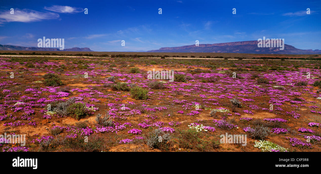 Des fleurs dans le désert après la pluie. Nieuwoudtville, Northern Cape, Afrique du Sud. Banque D'Images