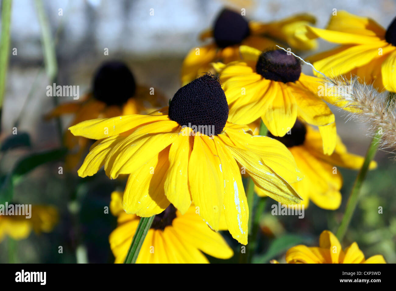 BLACK EYED SUSAN Rudbeckia hirta, BETTY BROWN, BROWN, DAISY GLORIOSA GLORIOSA, DAISY, DAISY, DAISY, POORLAND Jérusalem d'or, Y Banque D'Images