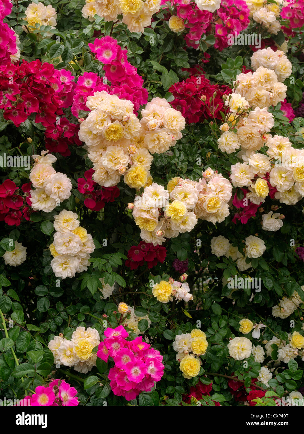 Mur de rosiers grimpants. Heirloom Gardens. St Paul, Oregon Banque D'Images