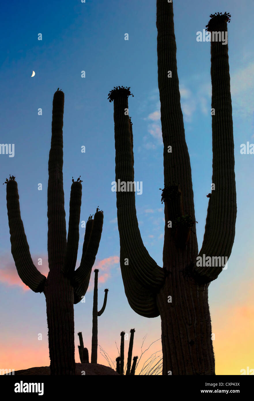 La silhouette du Saguaro cactus. Désert de Sonora, en Arizona. Banque D'Images