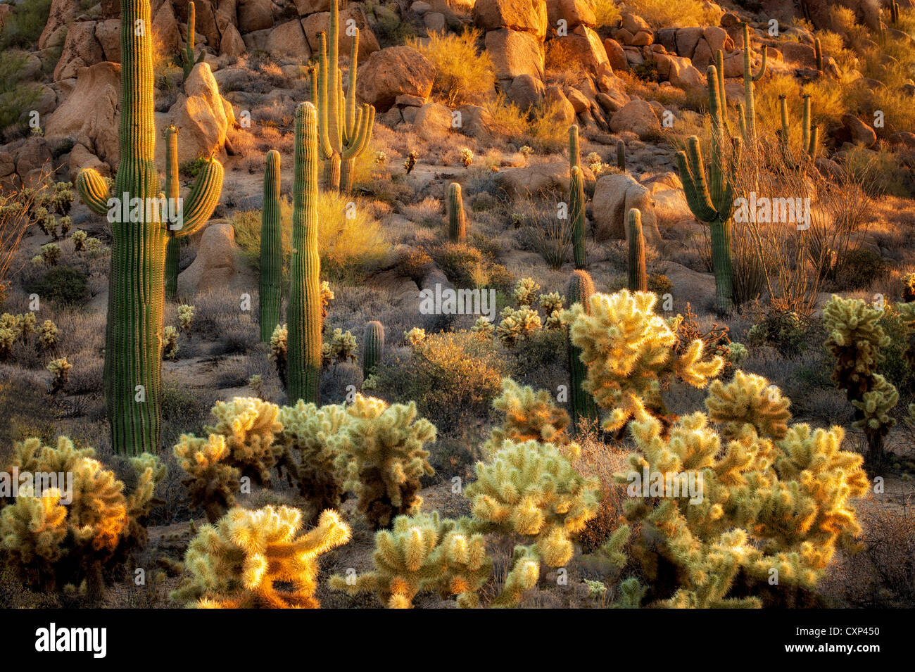 Et Saguaro cactus Cholla. Désert de Sonora, en Arizona Banque D'Images
